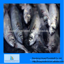 frozen superior premium quality great sardine outstanding supplier